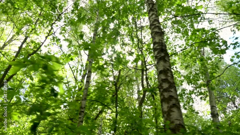 the camera moves through the forest and looks up at the sun breaking through the trees