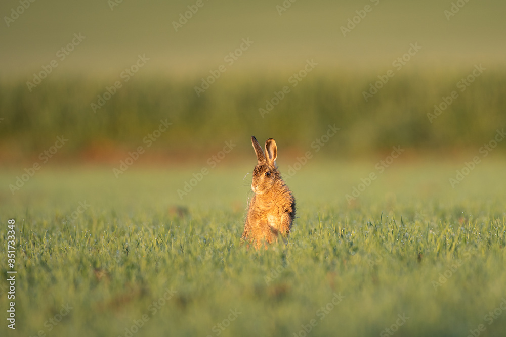 European hare (Lepus europaeus), morning cleaning on the field. Calm hare during morning sunrise. European nature European hare (Lepus europaeus), morning cleaning on the field. Calm hare during morning sunrise. European nature