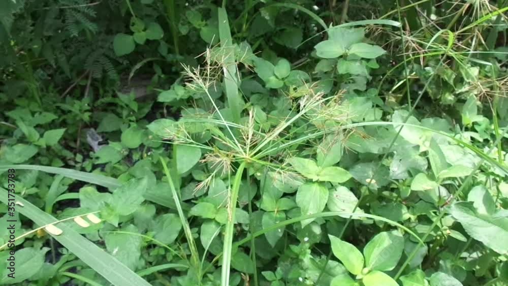 Cyperus rotundus (coco-grass, Java grass, nut grass, purple nut sedge, purple nutsedge, red nut sedge, Khmer kravanh chruk) with natural background. us rotundus is a perennial plant. Cyperus rotundus (coco-grass, Java grass, nut grass, purple nut sedge, purple nutsedge, red nut sedge, Khmer kravanh chruk) with natural background. us rotundus is a perennial plant.