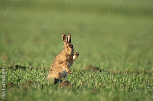 European hare (Lepus europaeus), morning cleaning on the field. Calm hare during morning sunrise. European nature © prochym