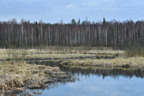 A winding small river in the spring. Dry yellow reed on the banks of the river. In the background is a beautiful birch forest.