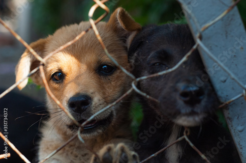 Puppies in an animal shelter