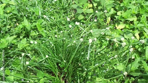 Cyperus rotundus (coco-grass, Java grass, nut grass, purple nut sedge, purple nutsedge, red nut sedge, Khmer kravanh chruk) with natural background. us rotundus is a perennial plant. photo