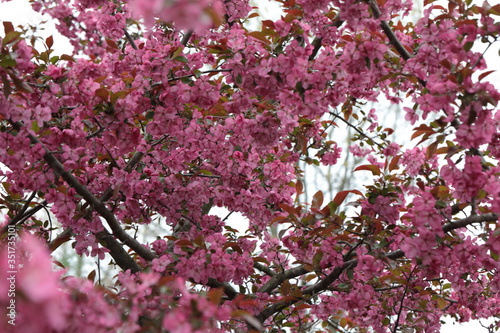 Wallpaper Mural Pink Crabapple flowers on arching brances Torontodigital.ca