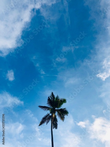 Coconut Tree © Sneha