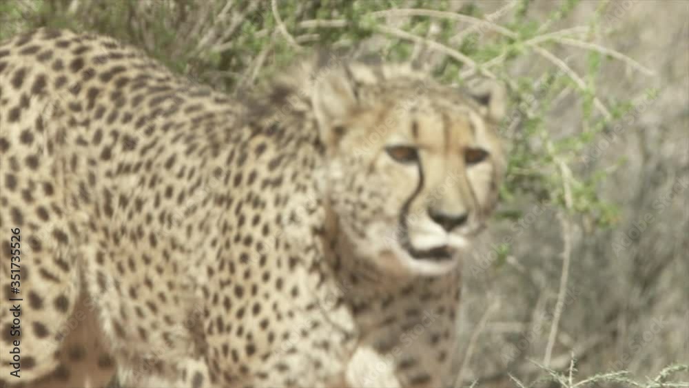 Panning shot of cheetah walking amidst plants at zoo, wild cat on field - Etosha National Park, Namibia Panning shot of cheetah walking amidst plants at zoo, wild cat on field - Etosha National Park, Namibia