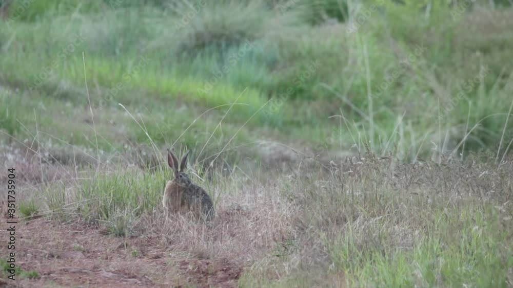 A jackrabbit hops forward and eats some of the green grass growing around him in the soft evening light. A jackrabbit hops forward and eats some of the green grass growing around him in the soft evening light.