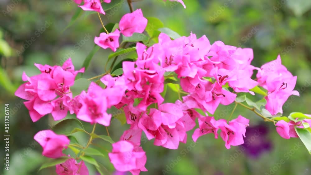 Beautiful colorful spring flower (Bougainvillea) branches closeup, Purple Flowers and green space background. Pink bougainvillea flowering in spring, Close up Beautiful colorful spring flower (Bougainvillea) branches closeup, Purple Flowers and green space background. Pink bougainvillea flowering in spring, Close up