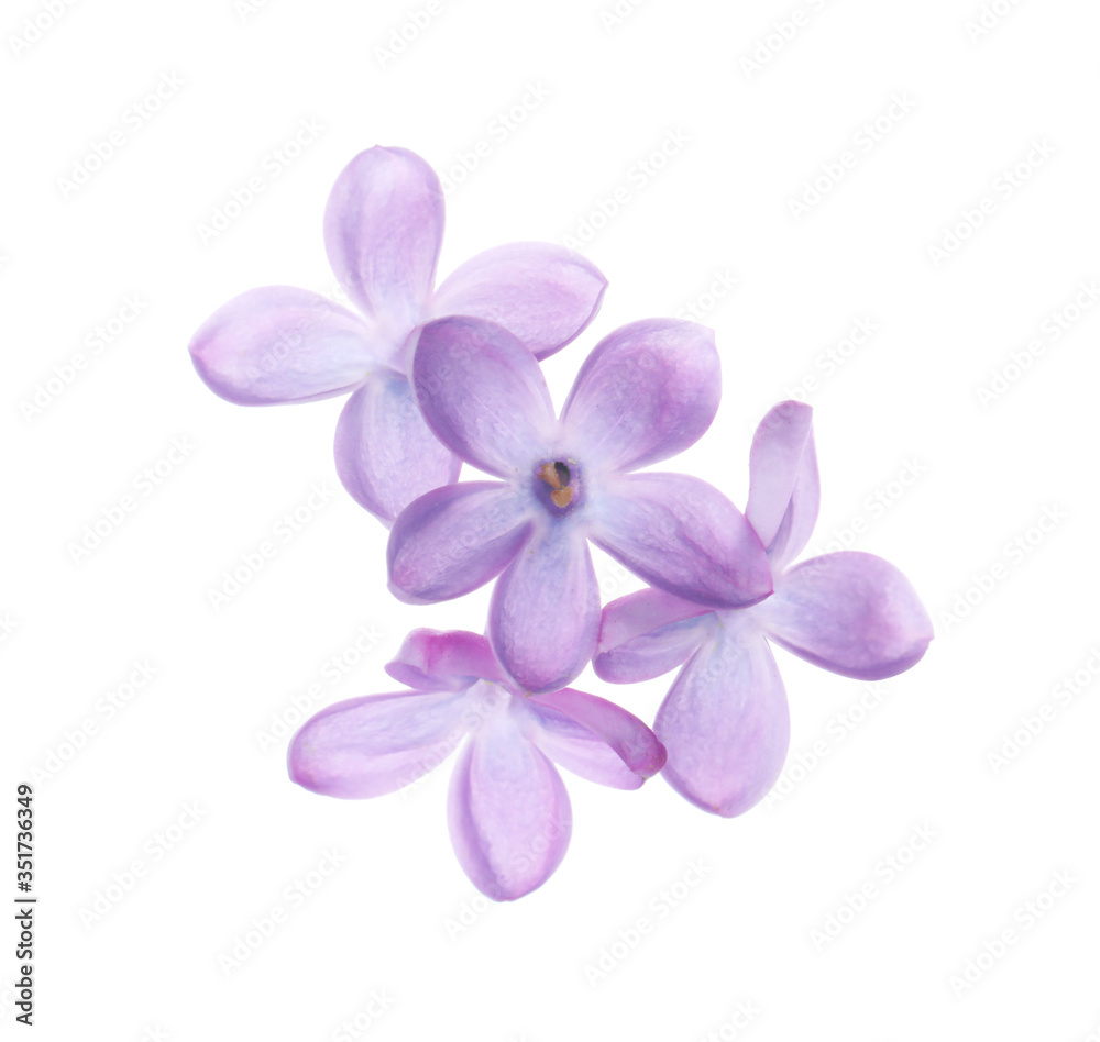 Beautiful violet lilac blossom isolated on white Beautiful violet lilac blossom isolated on white