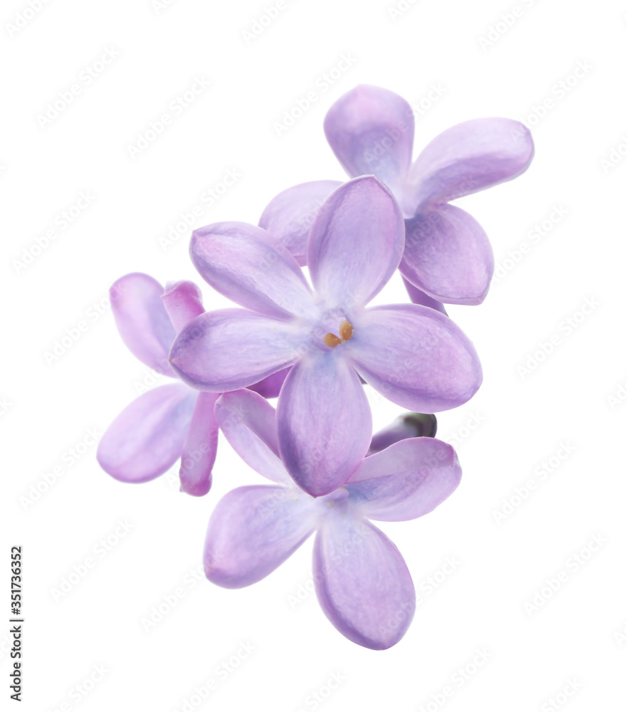 Beautiful violet lilac blossom isolated on white Beautiful violet lilac blossom isolated on white