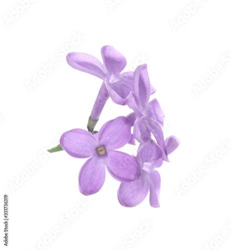 Beautiful violet lilac blossom isolated on white