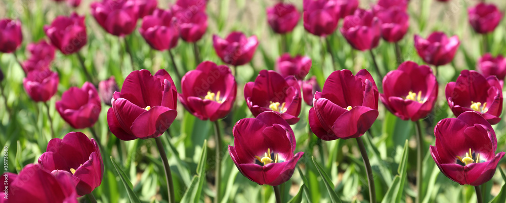 Beautiful blooming tulips outdoors on sunny day. Horizontal banner design Beautiful blooming tulips outdoors on sunny day. Horizontal banner design