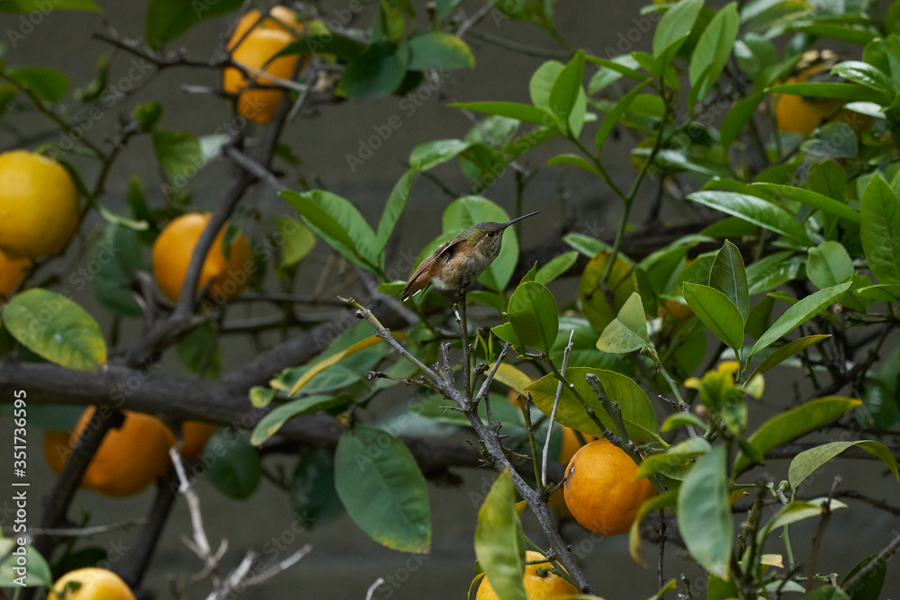 Hummingbird with Green and Reddish brown feathers resting on Lemon tree branch Hummingbird with Green and Reddish brown feathers resting on Lemon tree branch