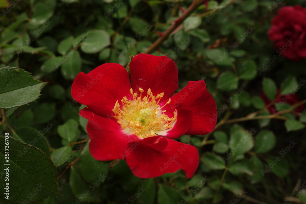 Red rose outdoor in the garden
