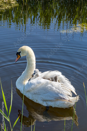 Cygnets riding on their mothers back  on a stream in Sussex