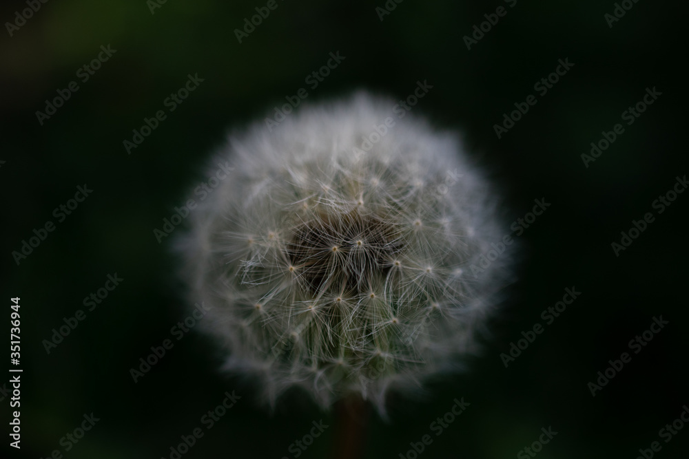 Fototapeta premium dandelion seed head