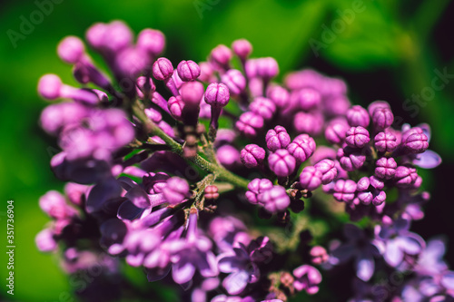 Spring Flowers