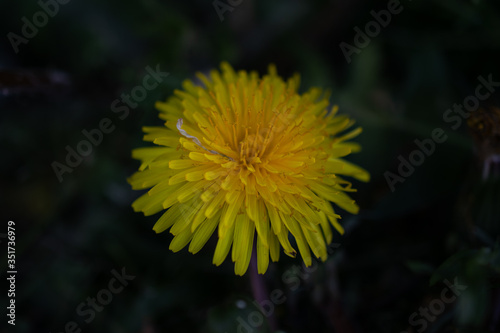 yellow dandelion flower © Marcus
