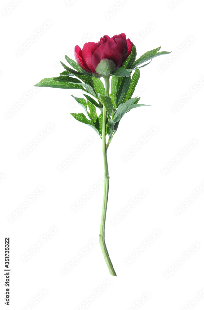 Beautiful red peony with leaves isolated on white Beautiful red peony with leaves isolated on white