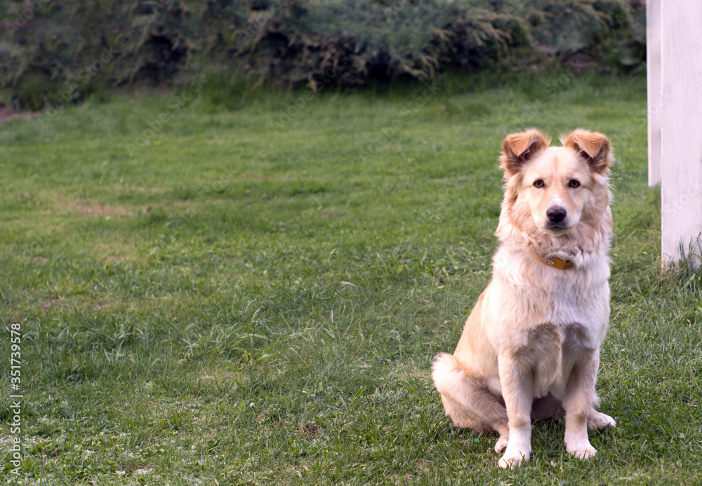 A dog sits on a green grass lawn and looks at the camera A dog sits on a green grass lawn and looks at the camera
