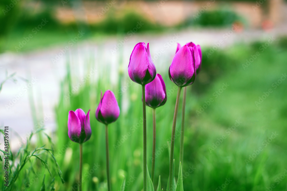 Obraz premium Bright purple tulips on a blurred grass background