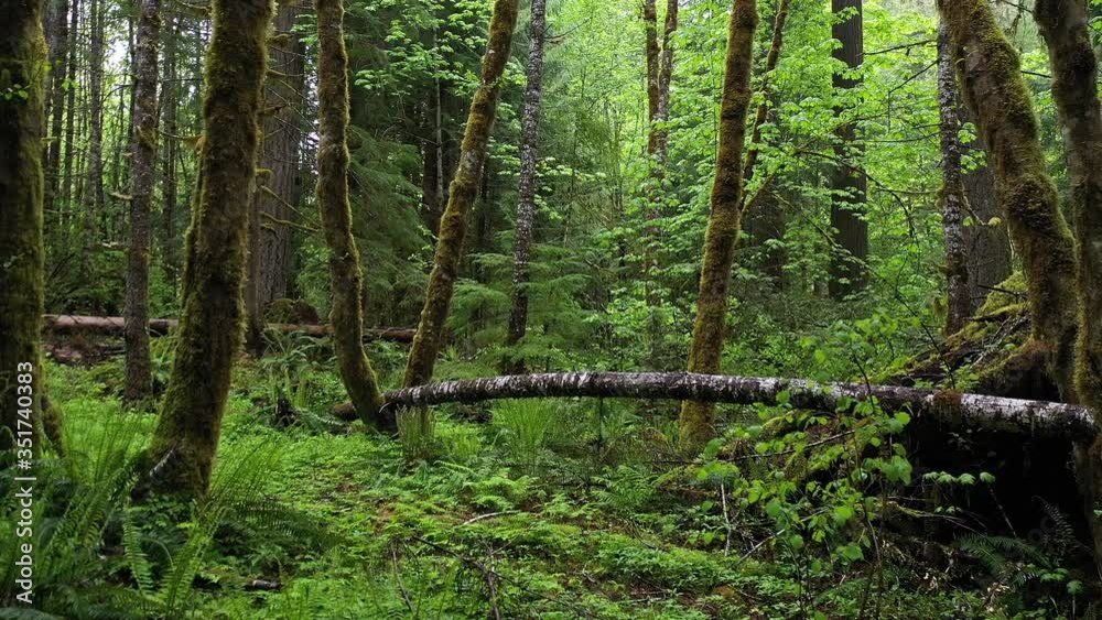 Slowly flying through green forest in Oregon along the Hobbit trail. Slowly flying through green forest in Oregon along the Hobbit trail.