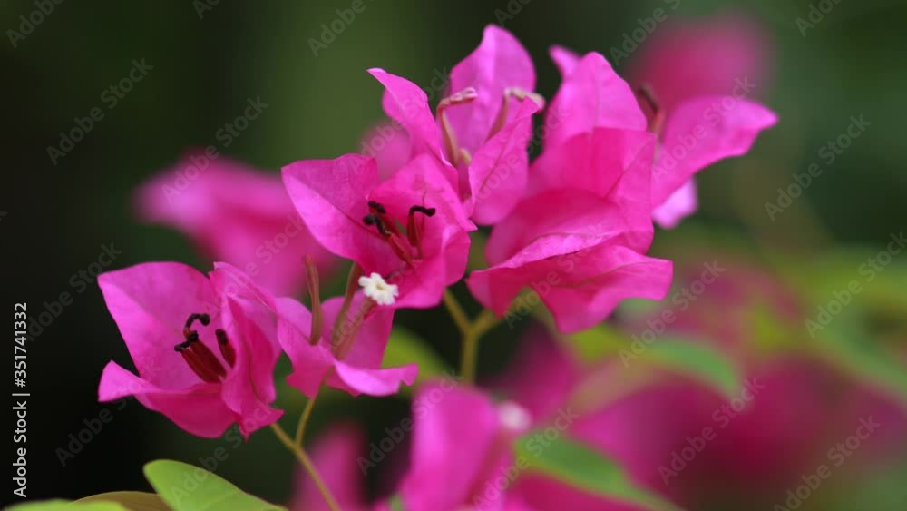 Beautiful colorful spring flower (Bougainvillea) branches closeup, Purple Flowers and green space background. Pink bougainvillea flowering in spring, Close up Beautiful colorful spring flower (Bougainvillea) branches closeup, Purple Flowers and green space background. Pink bougainvillea flowering in spring, Close up