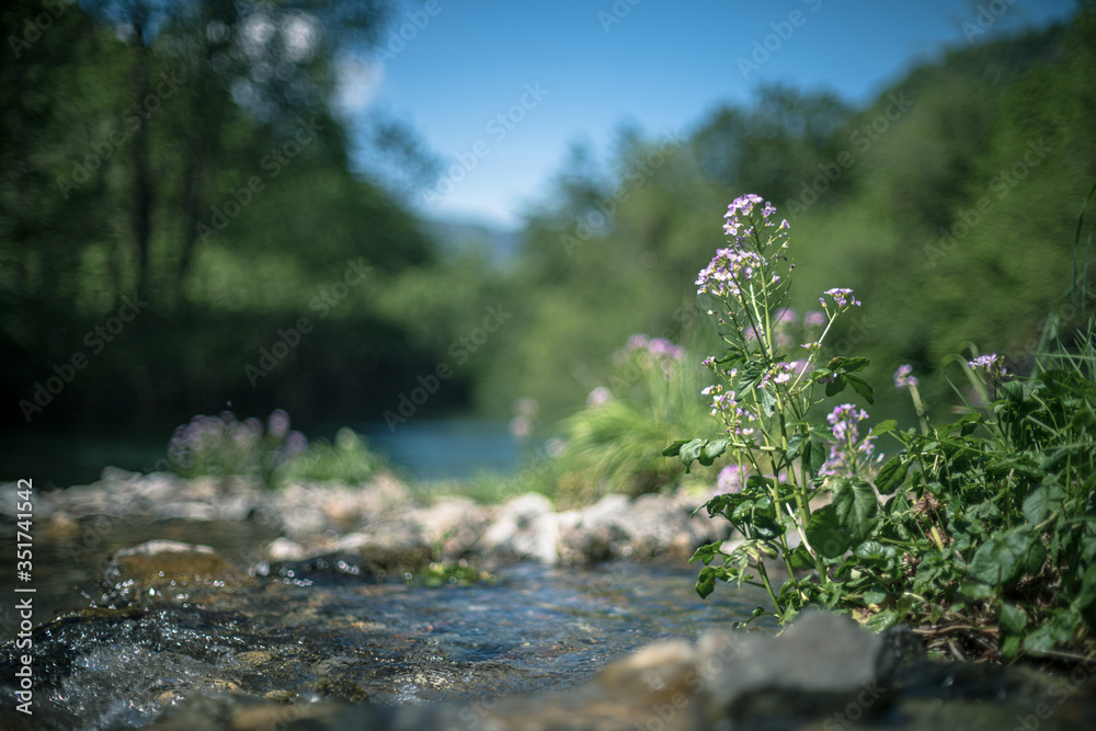 Fototapeta premium cardamine flower near mountain river