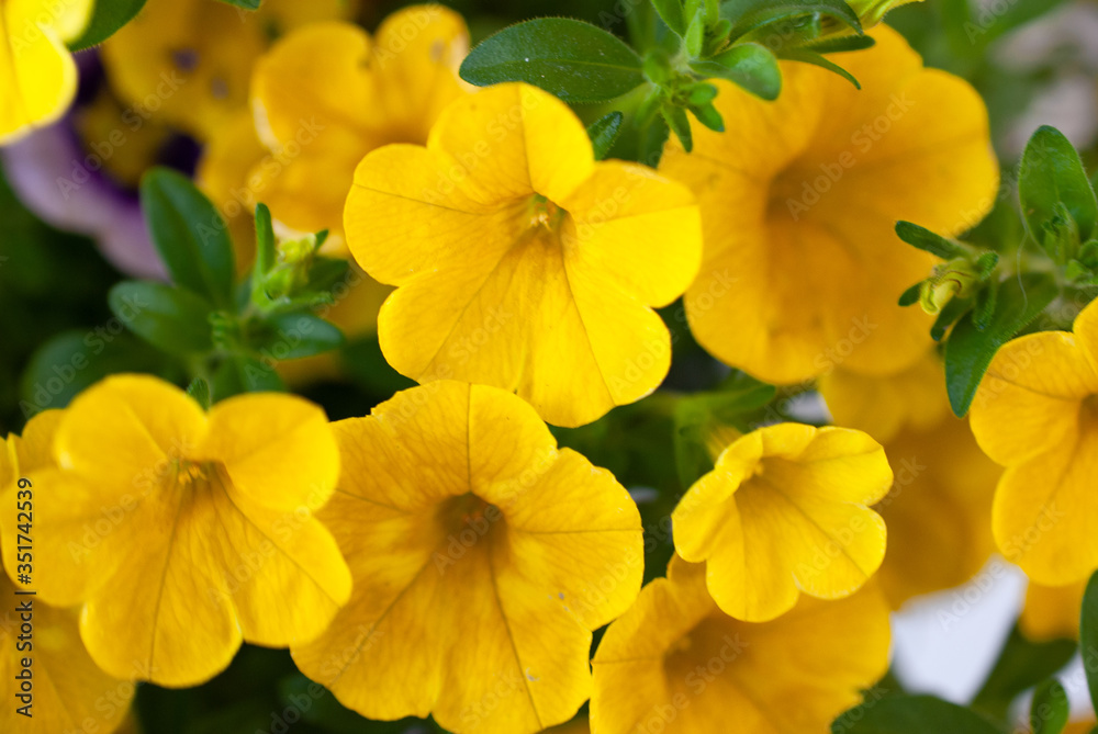 yellow flowers in the garden yellow flowers in the garden