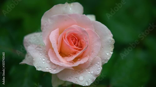 it is raining, the soft pink flowers of the blooming Park rose are wet in the rain