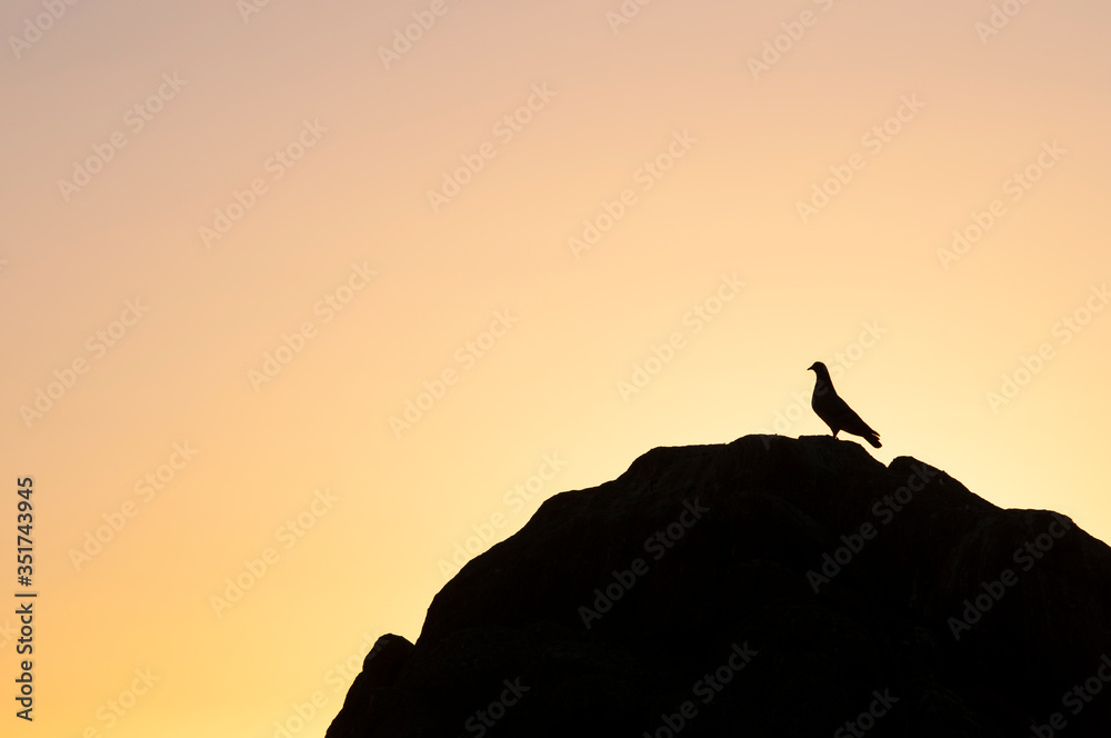 A bird rests on the rock at sunset. Chile coastline