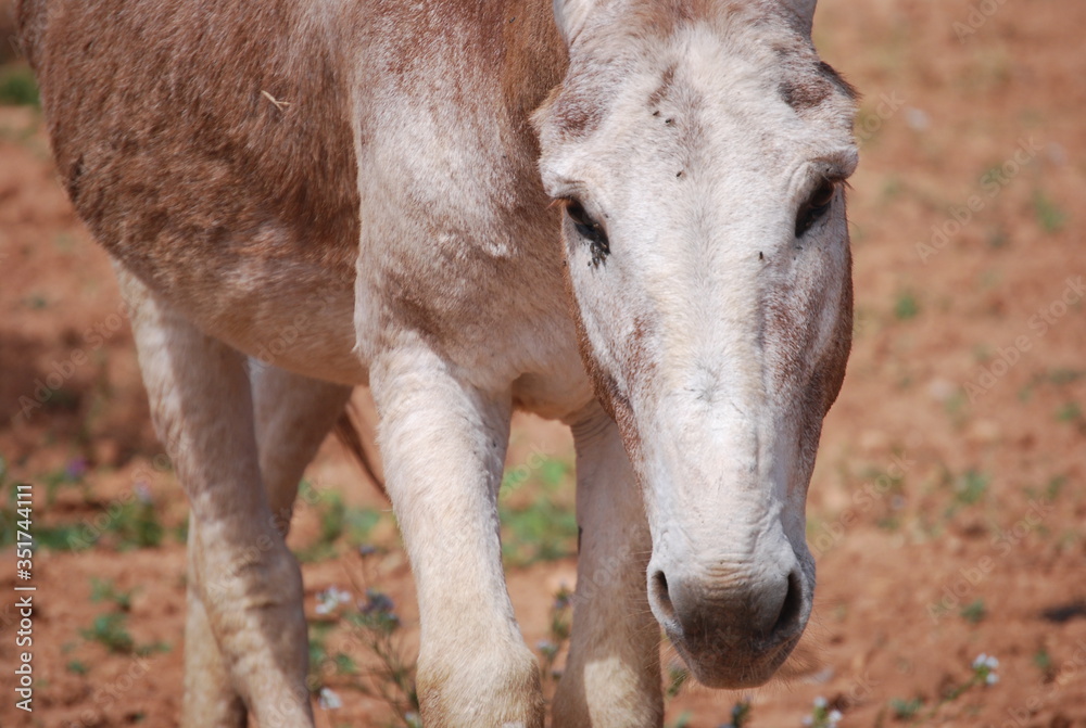 Close up of a Spanish Mule
