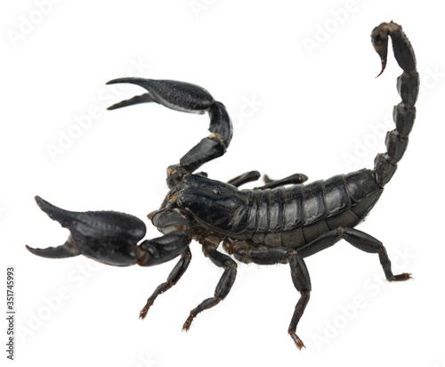 The black elephant scorpion has a sharp and poisonous tail on a completely separate white background.
