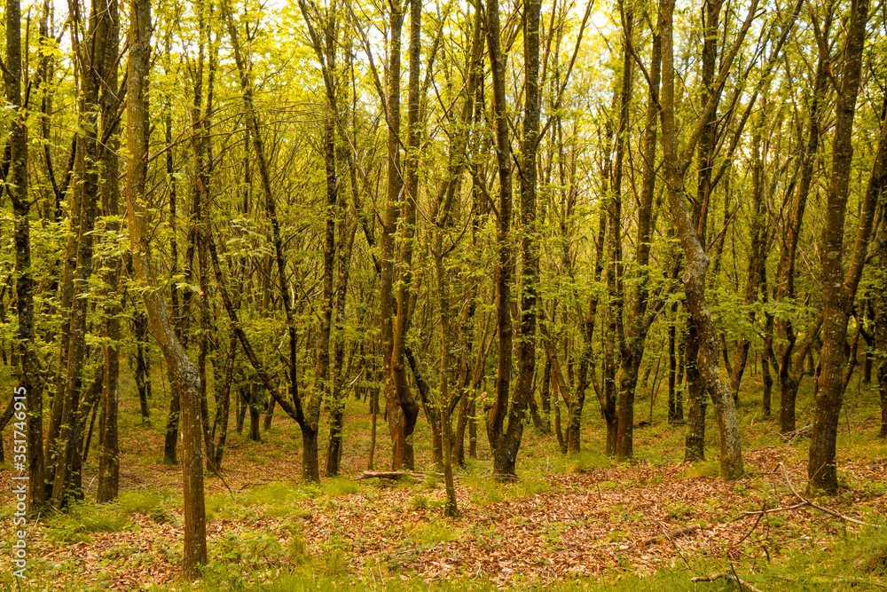 Fototapeta premium Bosque de robles y castaños.