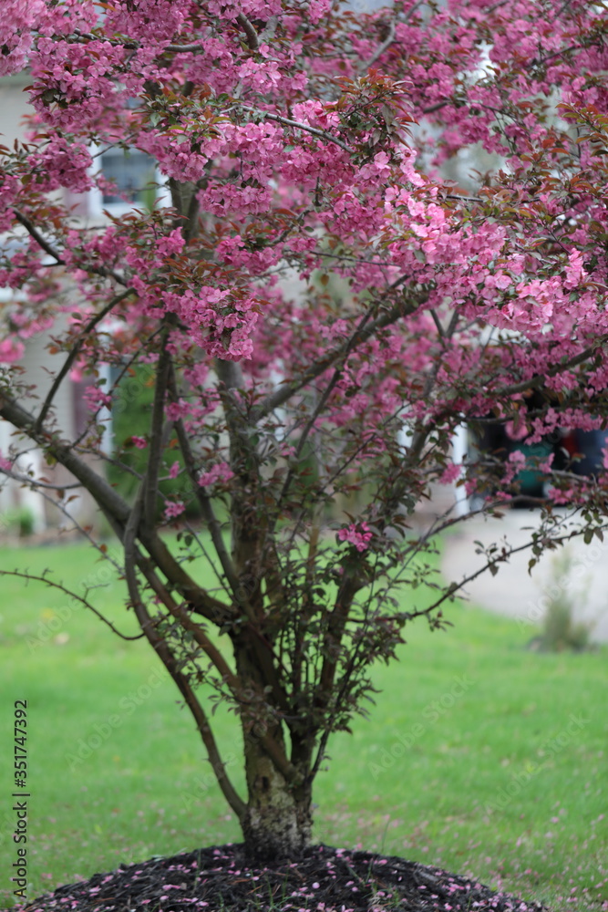 Pink Crabapple flowers on arching brances