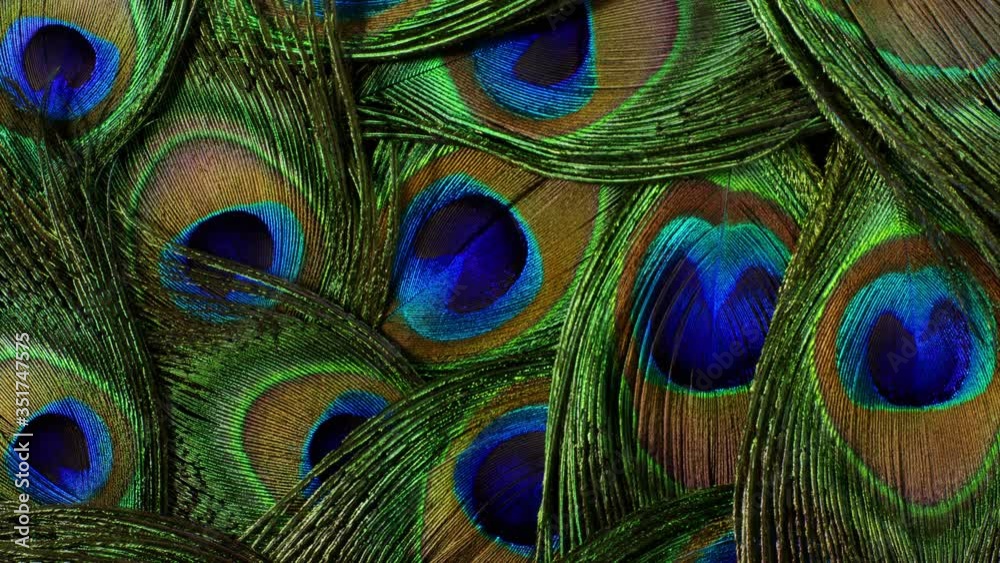 Feathers of tropical peacock bird. Macro rotation close-up view. Beautiful animals. color accuracy of nature.