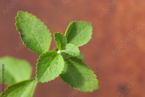 Close-up of a stevia plant (Stevia rebaudiana)