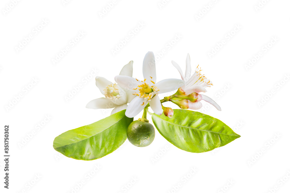 Fototapeta Isolated orange blossoms