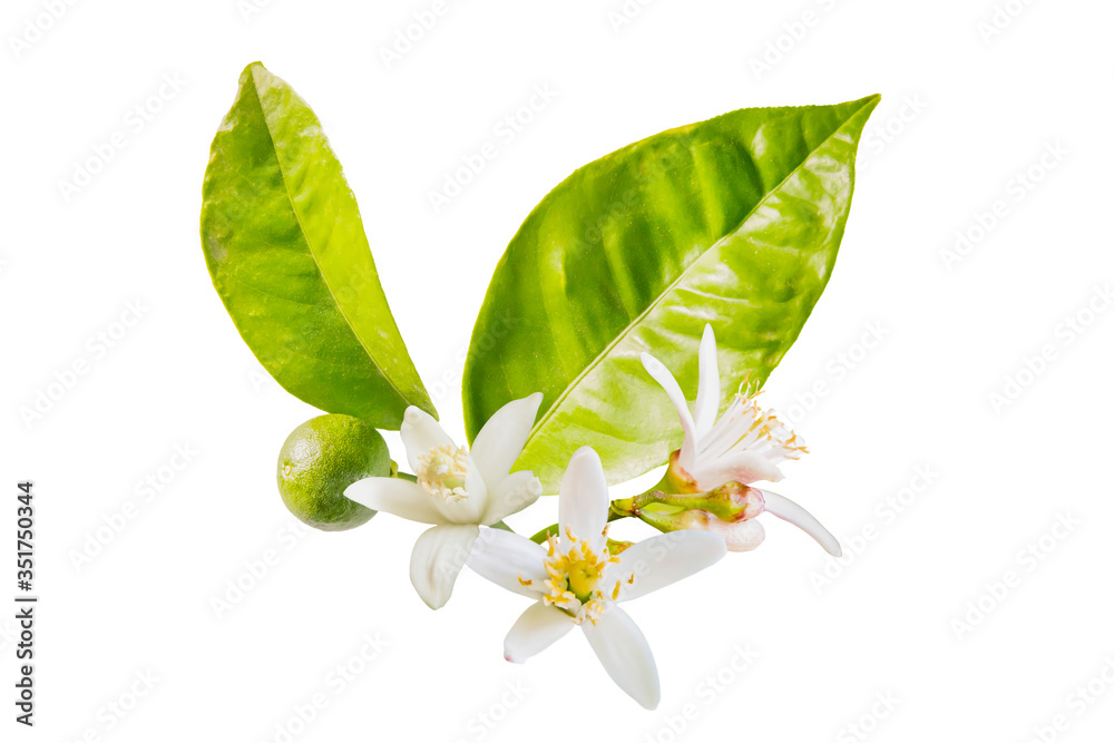 Φωτογραφία Isolated orange blossoms