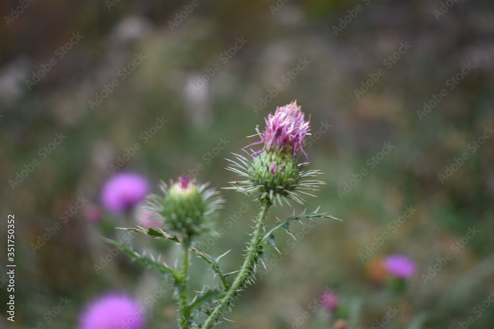 thorny flower bud thorny flower bud