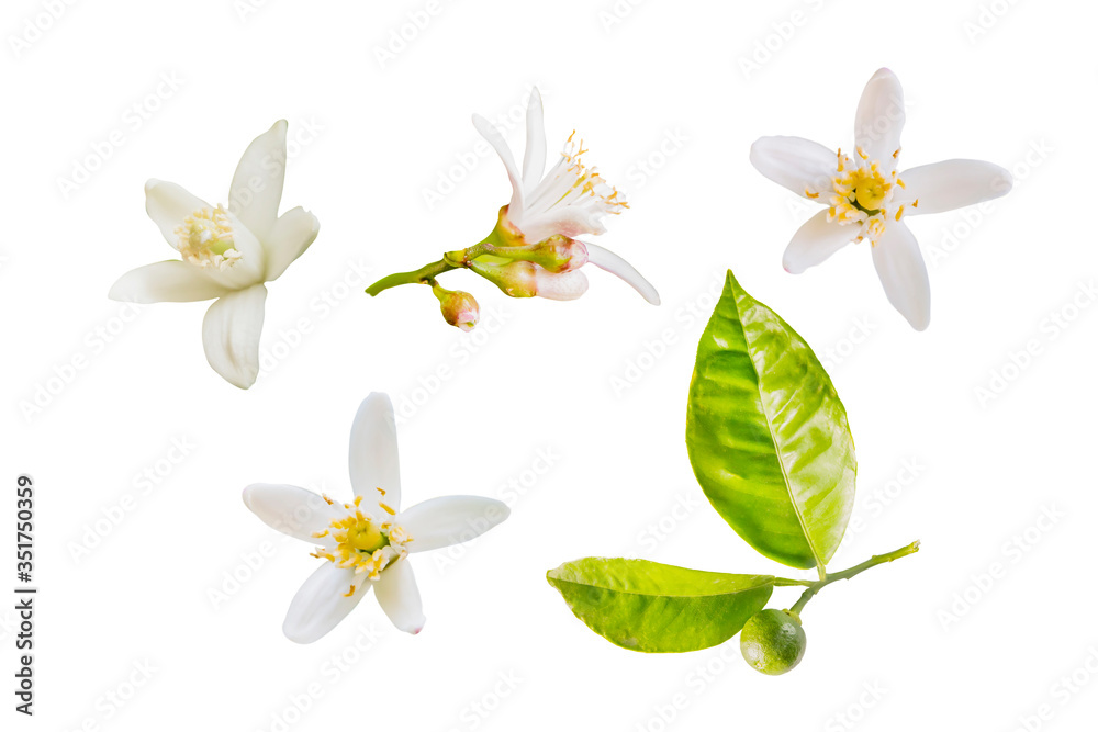 Foto Isolated orange blossoms