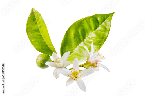 Isolated orange blossoms. Small branch of orange tree with flowers and leaves isolated on white background