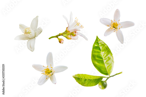 Fototapeta Naklejka Na Ścianę i Meble -  Isolated orange blossoms. Small branch of orange tree with flowers and leaves isolated on white background