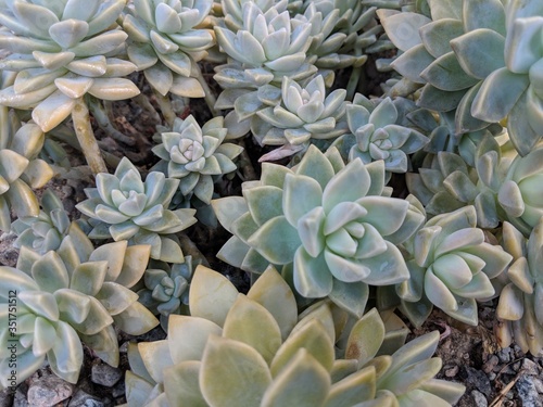 close up of succulents