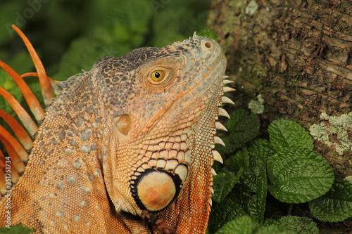 portrait of an orange reptile