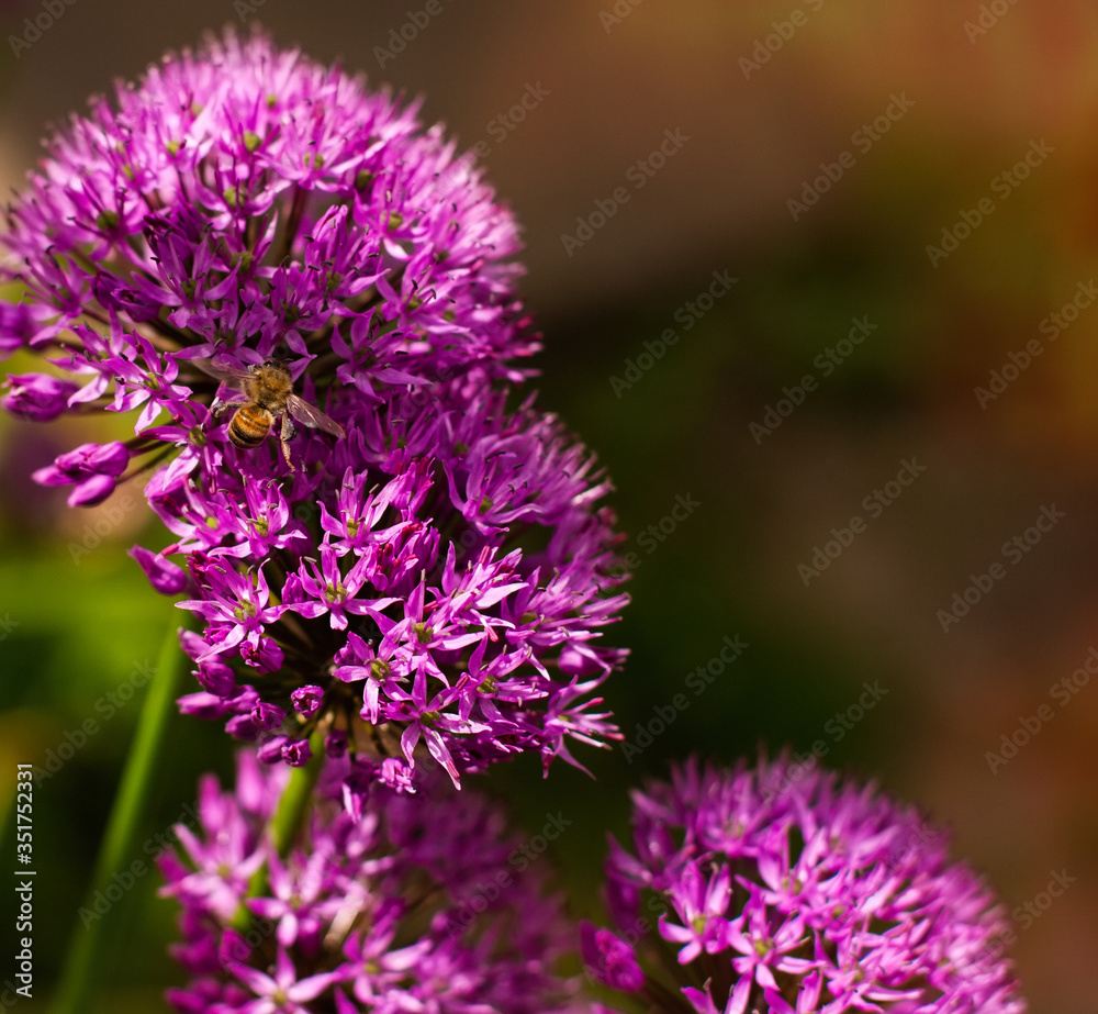 Homer garden purple giant onion flowerbed spring may flowers and a bee insect on blurred background. A photo with free blank copy space for text. For cards, posters, website decoration etc Homer garden purple giant onion flowerbed spring may flowers and a bee insect on blurred background. A photo with free blank copy space for text. For cards, posters, website decoration etc