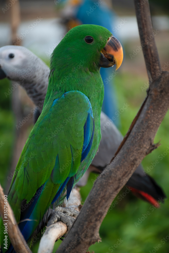 tropics, head, common pet, caribbean, full length, eclectus roratus, outdoor, jungle, australian bird, pretty, tropic, vivid, parrots, vibrant, tourism, forest, wild animal, outdoors, natural, beauty,