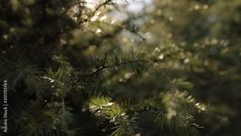 Sun shines through branches of pine tree (30fps) Sun shines through branches of pine tree (30fps)