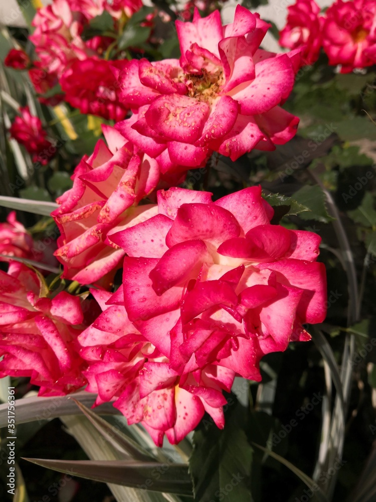 bunch of red roses bunch of red roses