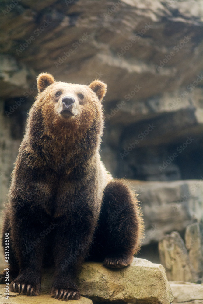 Fototapeta premium Curious Brown Bear